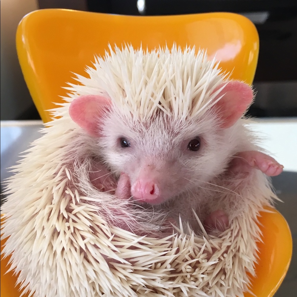 Meet your Posher, Stephanie